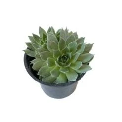 Echeveria Hens & Chicks 4" Pot