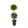 Eugenia 2 Ball Topiary , 7" Pot