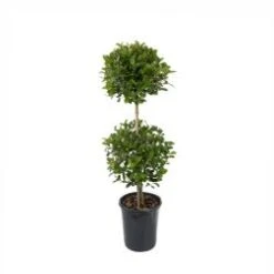 Eugenia 2 Ball Topiary , 7" Pot