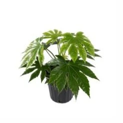 Aralia Fatsia Varrigated, 8" Pot