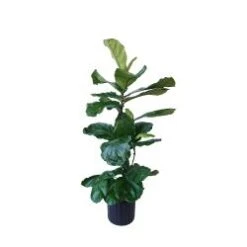 Fiddle Leaf Fig, 10" Pot