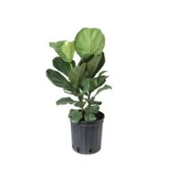 Fiddle Leaf Fig Bush, 8" Pot