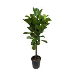 Fiddle Leaf Fig Standard, 12" Pot