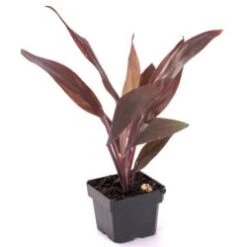 Foliage Assorted, 6" Pot