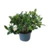 Gardenia, 6" Pot