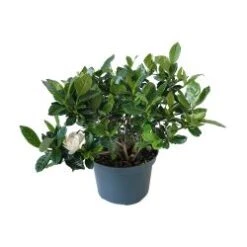 Gardenia, 6" Pot