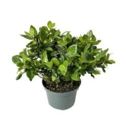 Gardenia, 8" Pot