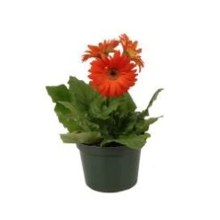 Gerbera Plant, Assorted Colors - 6" Pot