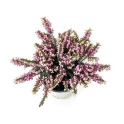 Heather Assorted Colors 4" Pot