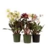 Helleborus Plants Assorted Colors, 6" Pot