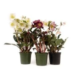 Helleborus Plants Assorted Colors, 6" Pot