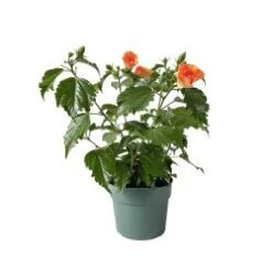 Hibiscus Bush, 6" Pot