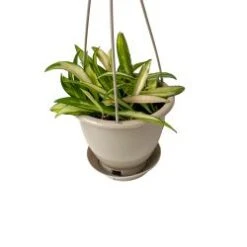 Hoya Wax Wayettii 4.5" Pot