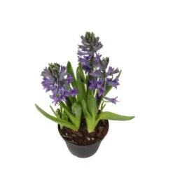 Hyacinth Plant, Blue - 6" Pot