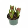 Hyacinth Plant, Pink - 6" Pot