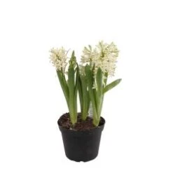 Hyacinth Plant, White - 6" Pot