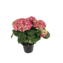 Hydrangea Plant, Pink - 8" Pot