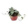 Ivy Variegated, 6" Pot