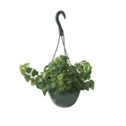 Ivy Hanging Basket Green 8" Pot