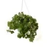 Swedish Ivy 10" Hanging Basket