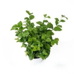 Jasmine Sambac 6" Pot