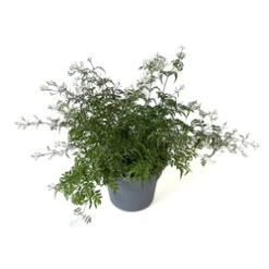 Jasmine Plant, 10" Pot