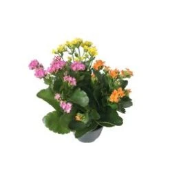 Kalanchoe 6" Tricolor