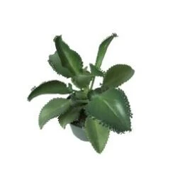 Kalanchoe "Mother Of Millions", 6" Pot