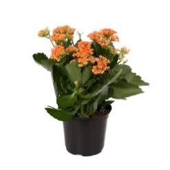 Kalanchoe Plant, Orange - 6" Pot