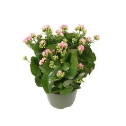 Kalanchoe Plant, Pink - 6" Pot