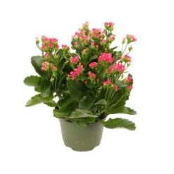Kalanchoe Plant, Purple - 6" Pot