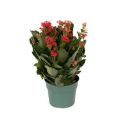 Kalanchoe Plant, Red - 6" Pot