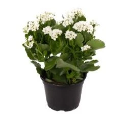 Kalanchoe Plant, White - 6" Pot