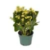 Kalanchoe Plant, Yellow - 6" Pot