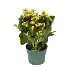 Kalanchoe Plant, Yellow - 6" Pot