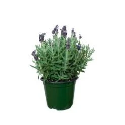 Lavender 5"- 6" Pot