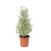 Lavender Tree 4" Pot
