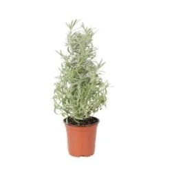 Lavender Tree 4" Pot