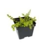 Lysymachia Goldilocks Plant, 4" Pot