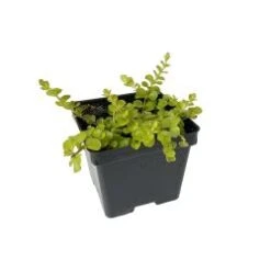 Lysymachia Goldilocks Plant, 4" Pot