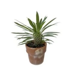 Madagascar Palm Cactus 5" Pot