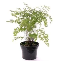 Maidenhair Fern 6" Pot