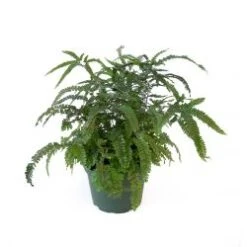 Maidenhair Fern Rosy 6" Pot