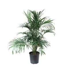 Majesty Palm 12" Pot