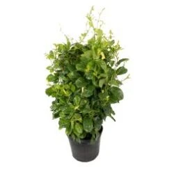 Mandevilla Yellow 10" Pot