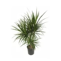 Marginata Cut-Back 10" Pot