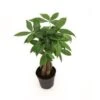Money Tree Braid Plant, 4" Pot