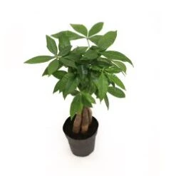 Money Tree Braid Plant, 4" Pot