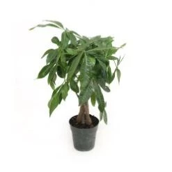 Money Tree Braid 6" Pot