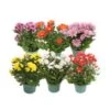 Mum Plant Assorted, 6" Pot